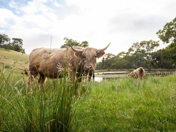 Highland cattle grazing in a lush green field near a pond.