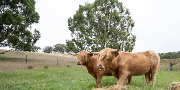 Two Highland cows standing on a grassy field with trees in the background.
