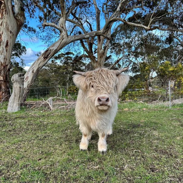 A fluffy Highland cow standing on grassy land under trees.