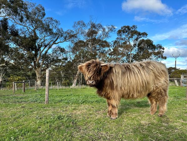 Bonnie, a fluffy Highland cow stands in a green pasture on a clear day.