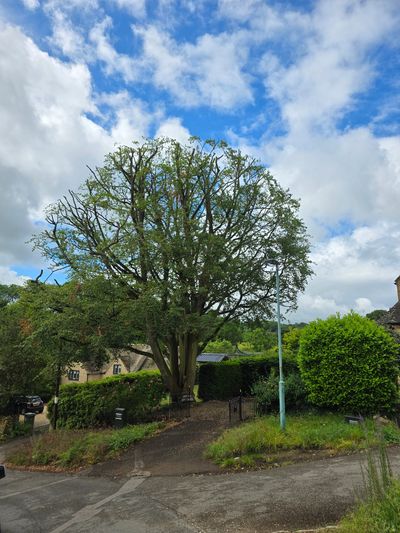 Large leafy tree by a street with partly cloudy skies.
