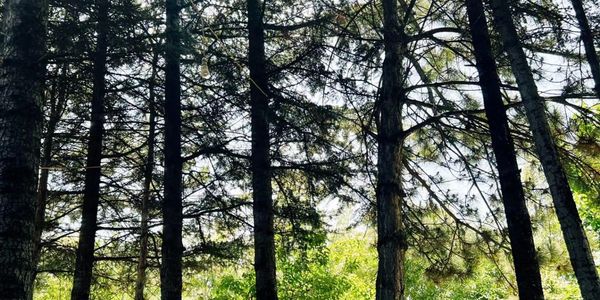 Sunlight filters through tall pine trees in a lush forest.