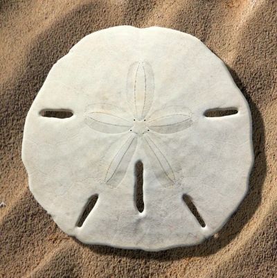 White sand dollar fossil on sandy beach.