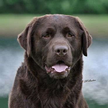 GCH CH Empress Eccapade at Epoch