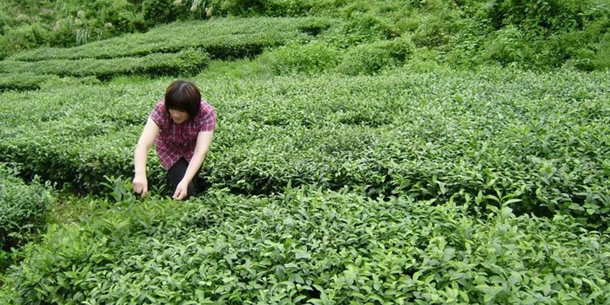 Experience the Relaxation of TEA