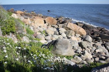 ocean with rocky beach (moraine boulders) and daisies in foreground