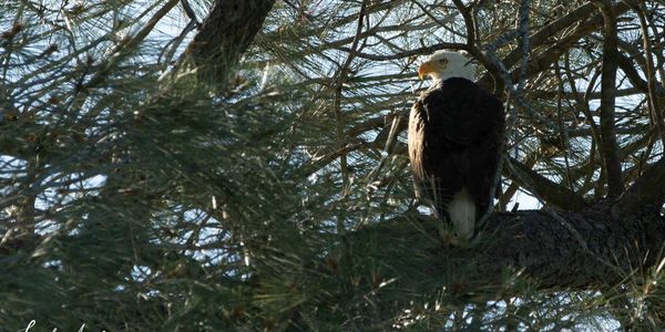 Proud to be an American!