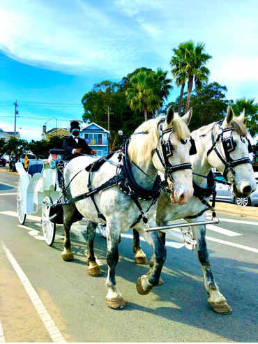 Destination Wedding Santa Cruz