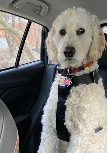 Goldendoodle wearing a custom built Big Dog Seat Belt