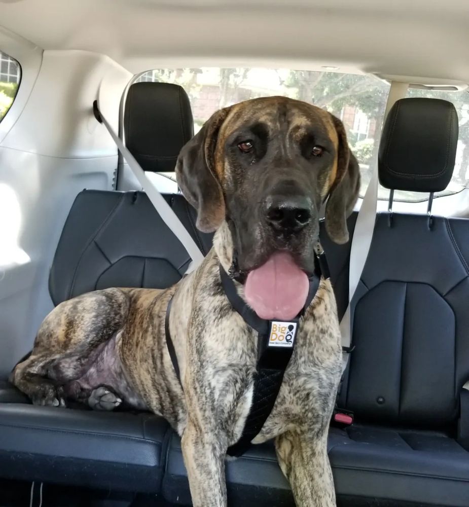 Great Dane wearing a Big Dog Seat Belt