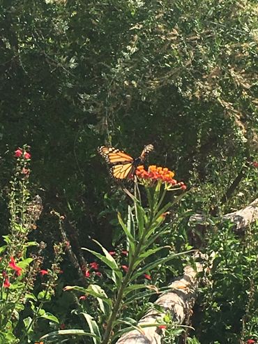 Monarch butterfly, landscaping, native, garden bed, Killeen.