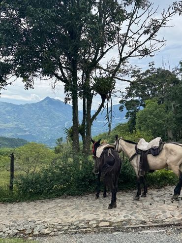 Two saddled horses stand on a stone path near lush trees and mountains.