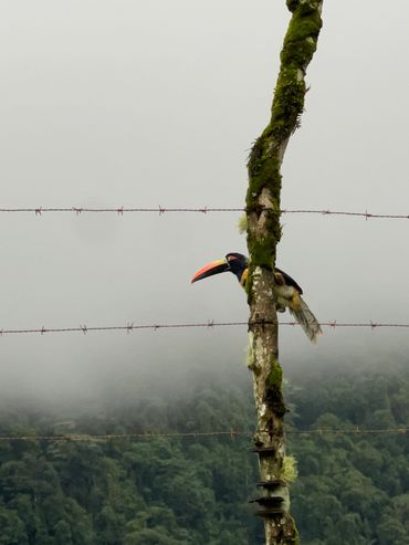 A toucan perched on a mossy tree branch against a misty forest background.