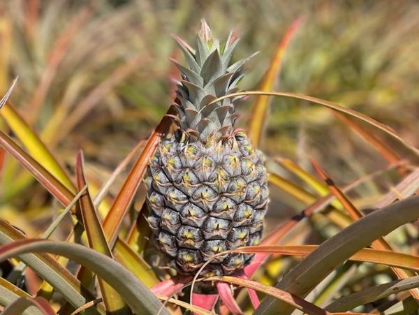 Young pineapple growing amidst long, spiky leaves in a sunny field.