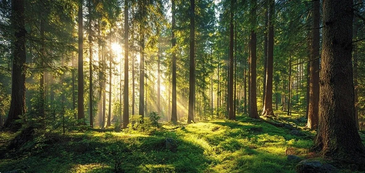 Sunlight streaming through dense forest trees.