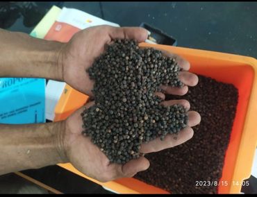 Hands holding black peppercorns above an orange container filled with more peppercorns.