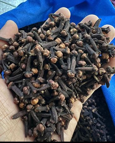 Hand holding dried cloves, a popular spice.