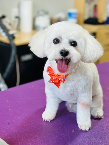 Pet grooming in St George utah