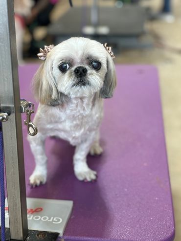 Pet grooming in Washington Utah