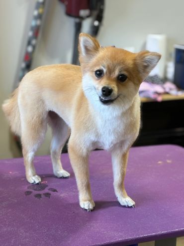 Dog grooming in St George Utah