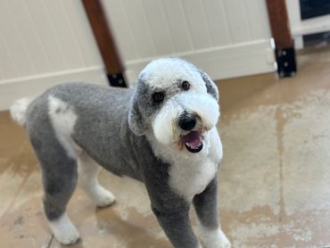 Dog groomer in Washington Utah