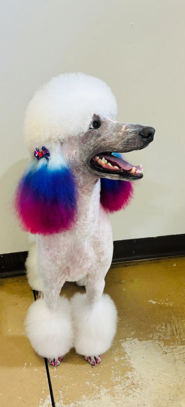 Dog grooming in St George Utah