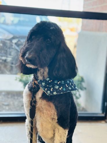 pet groomer in Washington utah