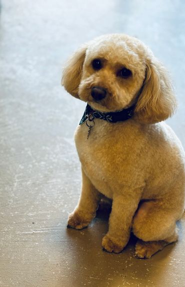 Dog Grooming in St George Utah