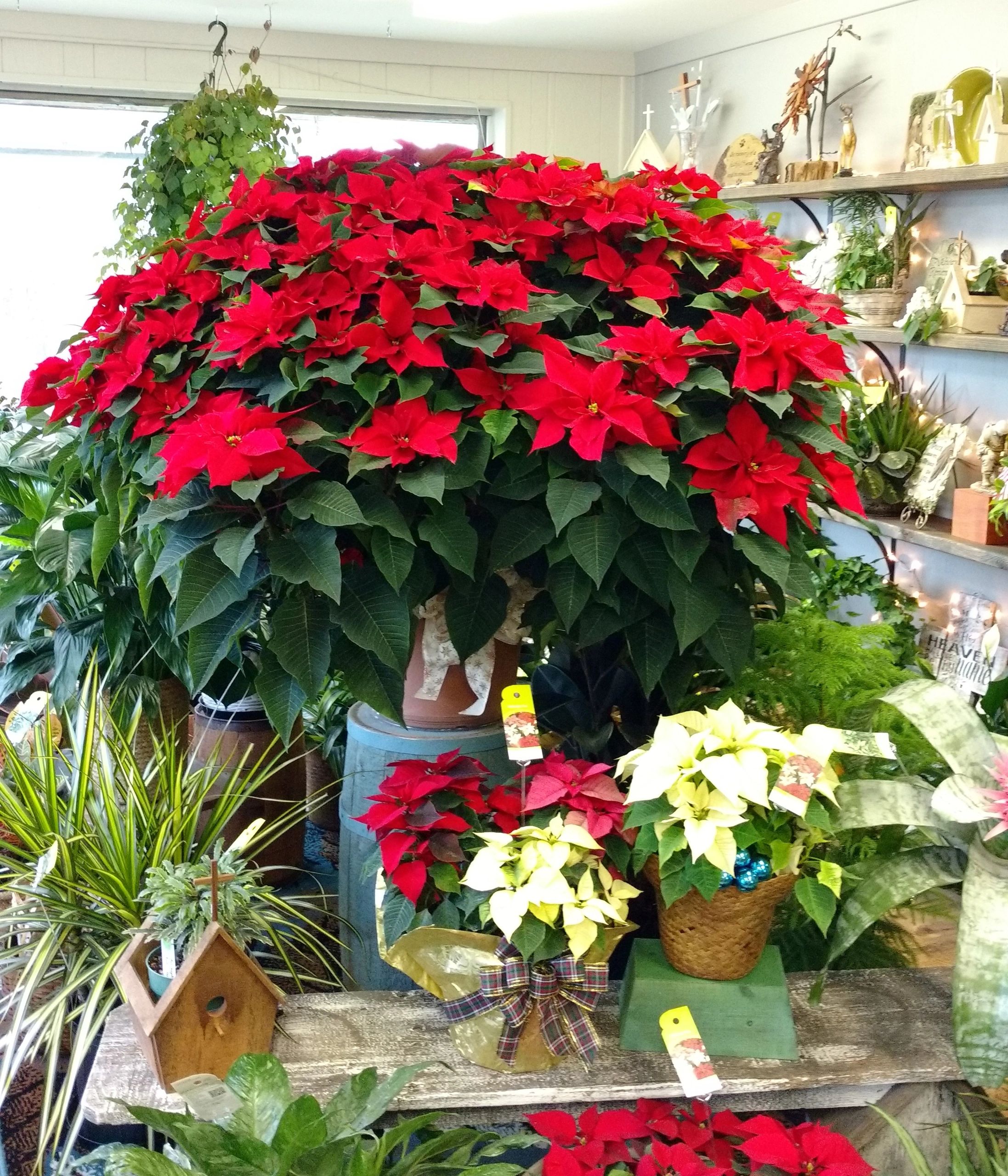 J&K's 4 Seasons Floral and Greenhouse Florist, Nursurey