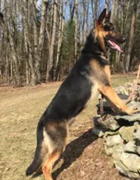 Pride of Graceland. Pride of GraceLand is one of our most energetic and playful studs