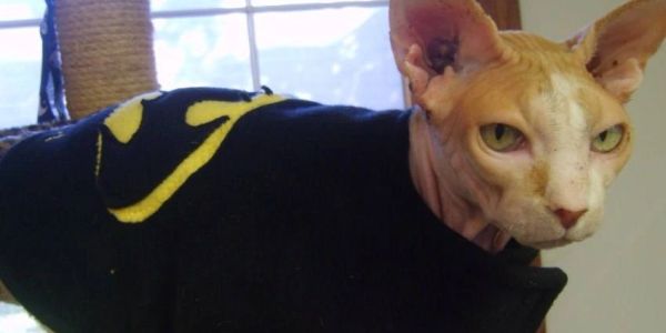 Sphynx cat wearing a Batman-themed sweater.