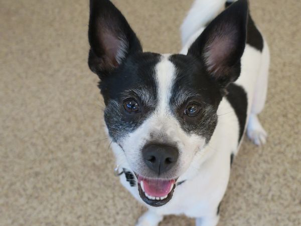Resource guarding dog behavior training