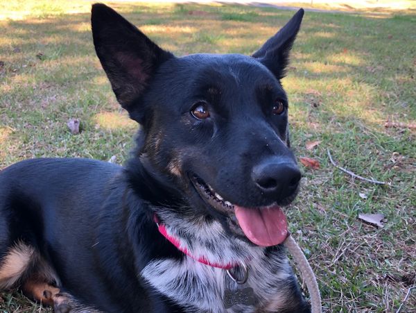 Dog reactive training