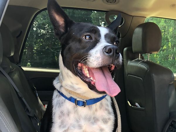 Fear of cars dog training