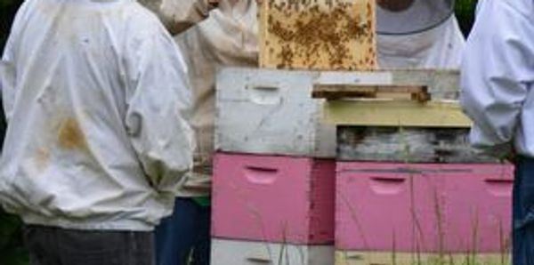 Each year we offer classes for new beekeepers to the experienced beekeeper.