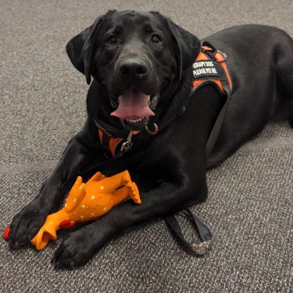 Picture of Henry laying on the floor with his orange chicken between his front paws