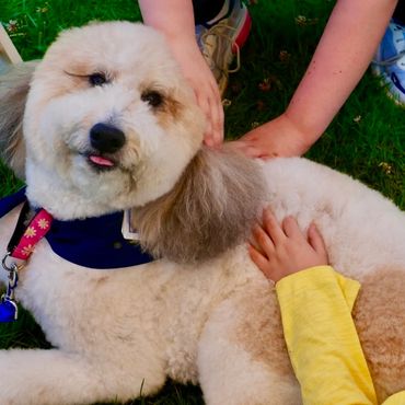Therapy dog with kids hands petting it