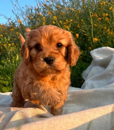 Ruby Cavapoo