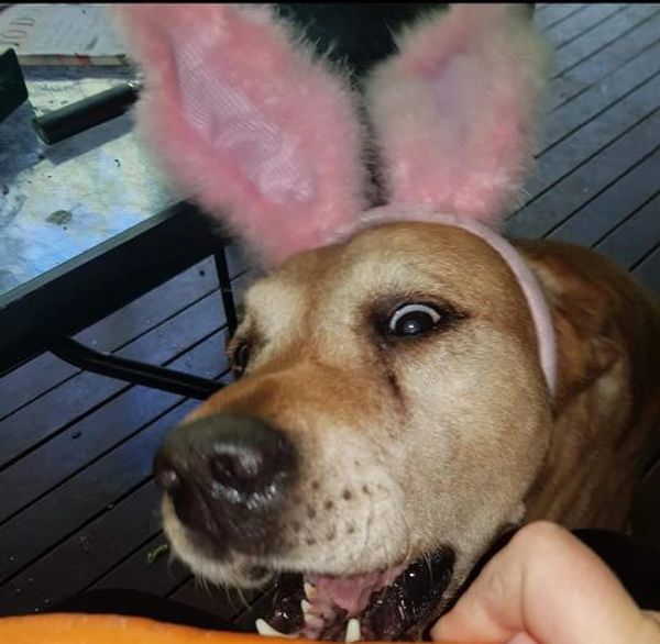 Hurley with Bunny Ears Headband
