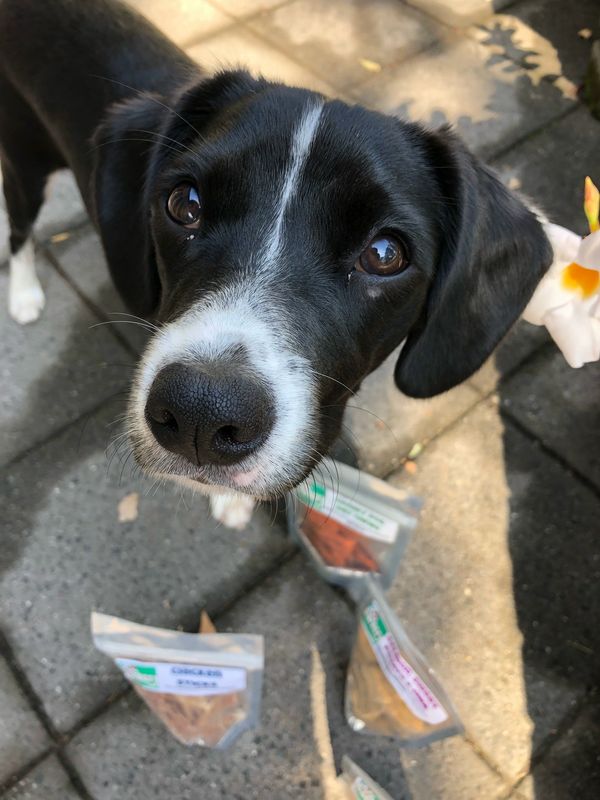 Leia Organa with dog treats around it.