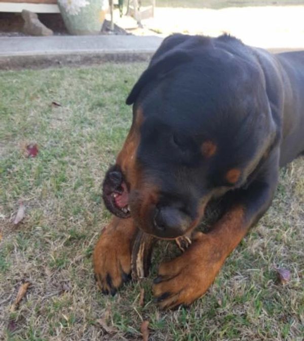 Etta Laying on Grass Biting a Stick