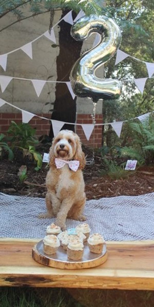 Theo Celebrates Second Birthday