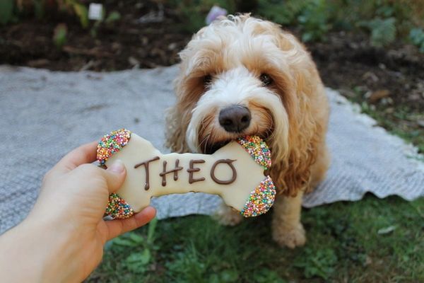 Theo Biting on a Dog Treat