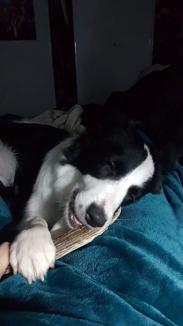 Athena Holding a Treat with its Paw