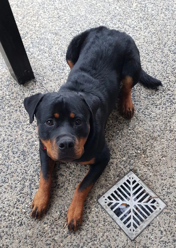 Dog Laying on a Grey Carpet