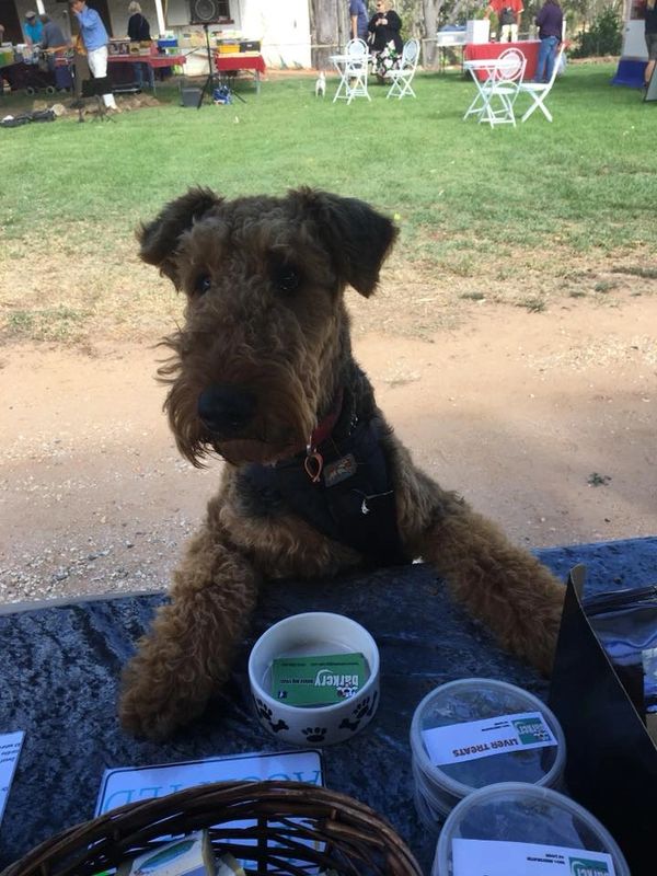 Dog Standing with its Paws on a Table with Dog Treat Boxes