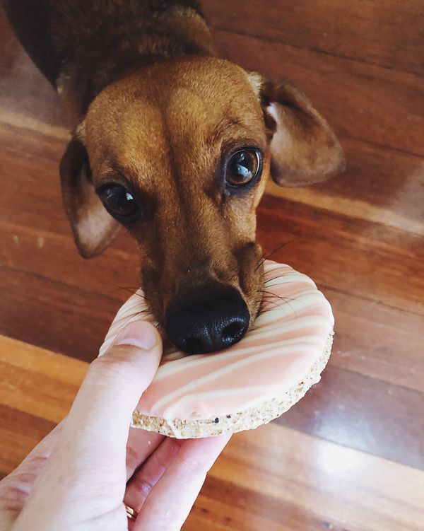 Dog Biting on a Dog Treat