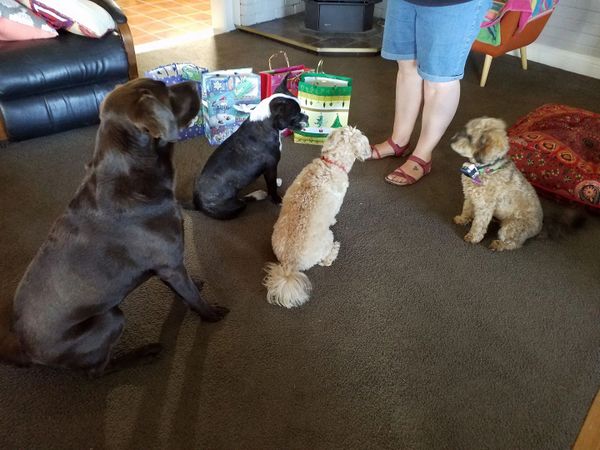Four Dogs Sitting Before a Person