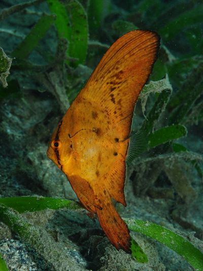 Papua New Guinea Diving