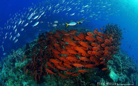 Papua New Guinea Diving